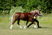 Class 25 - Welsh C 23 Years FillyGelding