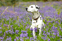 Becci and Pongo - The Bluebell Collection