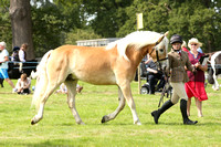 Class 81 - Colt, Gelding or Filly (4 years or over)