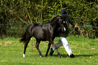Class 12 - Competition/Sports Horse/ Pony