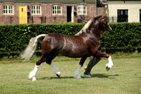 Class 30 - 2 or 3 year old colt