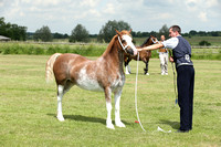 Class 32 - Mare (without foal) or gelding