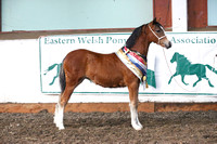 Eastern Welsh Pony and Cob Association