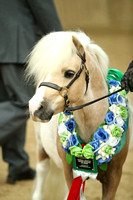 Caspian Charity Miniature Horse and Shetland Show 12/5/19