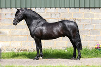 Llewelyn - Welsh Stallion