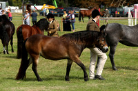 Class 69 - Glyn Greenwood M&M In Hand Final (Small&Large Breeds)