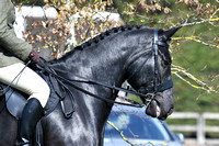 Class 5 -Most Photogenic Horse/Pony