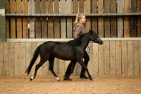 American Miniature Horse Championship