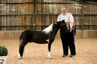 The Cavallino AEMHS Spectacular Miniature Horse Show 2024