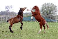 (Jack) Rhencullen Jack the Lad and Rhencullen Monarch (Duncan)