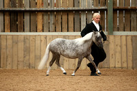 Class 11 - American Miniature Horse AMHA and AMHR 2 yr olds