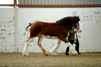 Class 5 - In Hand Mare