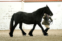 Class 7 - In Hand Rare & Foreign Breeds