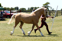 Class 25 - 1, 2 or 3 year old Colt, Filly or Gelding