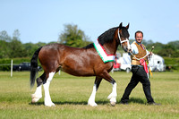 OVERALL SUPREME IN HAND CHAMPIONSHIP