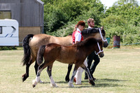 Welsh Part Bred Youngstock Championship