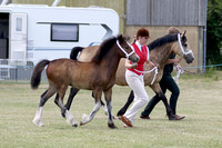 Class 17 - Welsh Part Bred Foal Colt or Filly