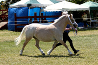 Class 26 - 4 Years Old and Over - Stallion, Mare or Gelding