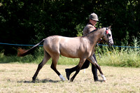 NPSAREA 20 British Riding Pony In Hand Championship
