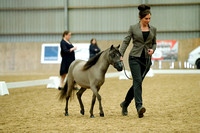 Class 22 - AMHR Amateur Halter Stallion Two-year-old, Over 33 up to 37