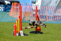 Class 8 - Small Agility Combined 4-5