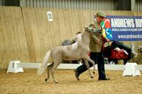 MINIATURE HORSE YOUNGSTOCK CHAMPIONSHIP