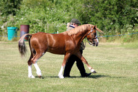 Class 3 - Welsh A 23 Years Colt