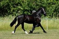 Class 33 - Welsh D 23 Years FillyGelding