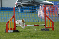 Class 7 - Small Agility Combined 1-3
