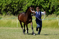 Class 30 - Welsh D Yearling Colt