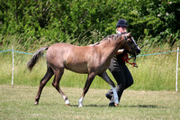 Section B Youngstock Championship