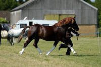 Class 24 - Welsh C 23 Years Colt