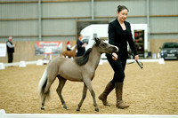 Class 65 - Lightweight Refined Miniature Horse 1 + 2 Years old