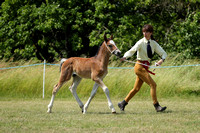 Overall Foal