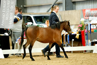 Class 9 - Riding Horse type any age