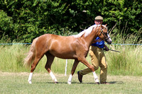 Class 10 - Welsh B Yearling FillyGelding