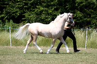 Class 16 - Welsh B Stallion