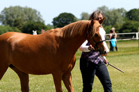 Class 19 - 3 Years Old – Colt, Filly or Gelding