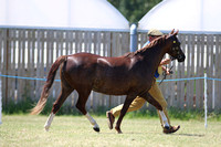 Class 15 - Welsh B MareGelding