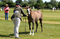 Class 17 - Yearlings – Colt Filly or Gelding