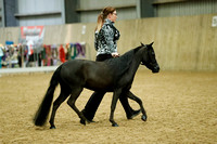 Class 36 - AMHR Aged Mare - 3 & Older - Over 34” - 38”