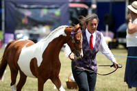 Class 18 - Welsh Part Bred yearling colt, filly or gelding