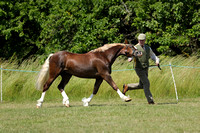 Class 32 - Welsh D 23 Years Colt