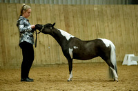 Class 68 - Middleweight Miniature Horse 3 years and over