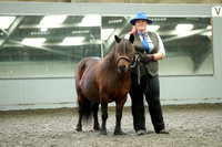 Class 38 - Standard Gelding