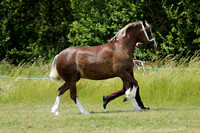 Class 36 - Welsh D MareGelding