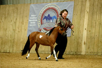 Class 2 - Miniature Horse 2 Year Olds