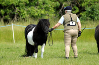 Class 23 - Standard and Miniature Shetlands