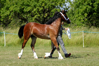 Class 31 - Welsh D Yearling FillyGelding