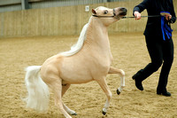 Class 77 - AMHR Two-Year-Old Stallion - 33 & Under